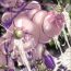 With Nipplefar Harvest- Soulcalibur hentai Vagina